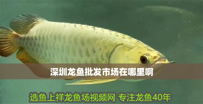 深圳龍魚批發(fā)市場在哪里啊