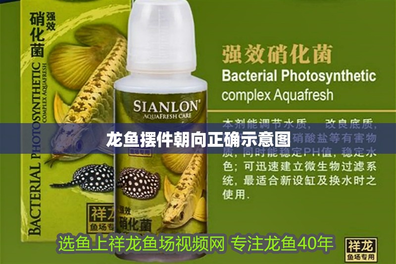 龍魚擺件朝向正確示意圖