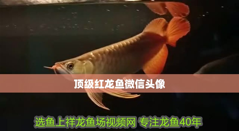 頂級紅龍魚微信頭像