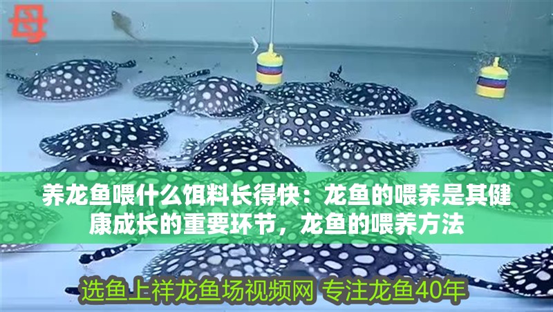 養(yǎng)龍魚(yú)喂什么餌料長(zhǎng)得快：龍魚(yú)的喂養(yǎng)是其健康成長(zhǎng)的重要環(huán)節(jié)，龍魚(yú)的喂養(yǎng)方法