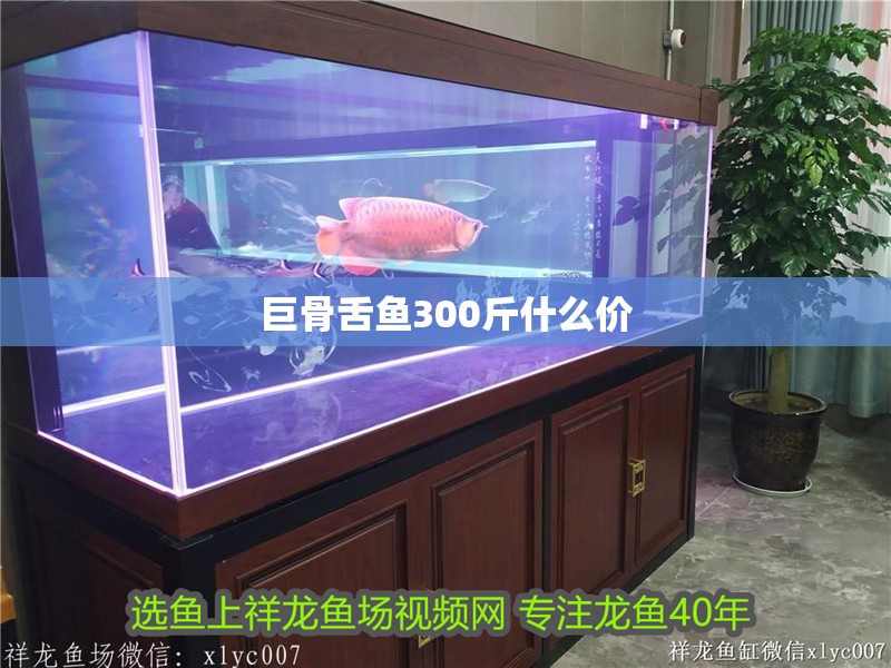 巨骨舌魚300斤什么價
