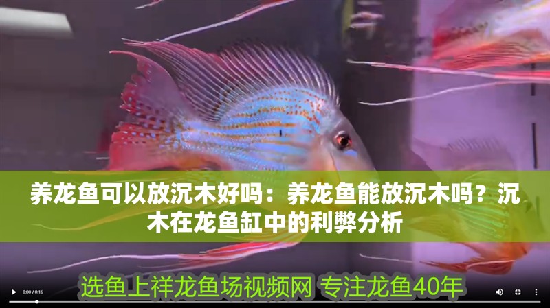 養龍魚可以放沉木好嗎：養龍魚能放沉木嗎？沉木在龍魚缸中的利弊分析
