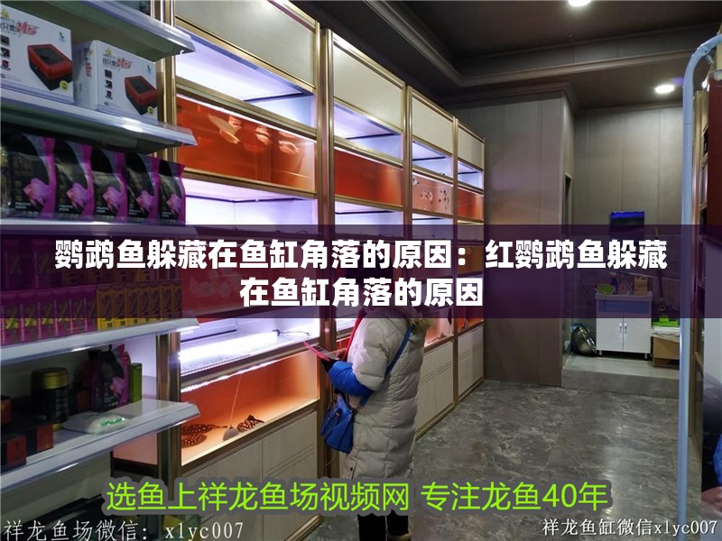 鸚鵡魚躲藏在魚缸角落的原因：紅鸚鵡魚躲藏在魚缸角落的原因