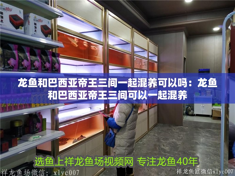 龍魚和巴西亞帝王三間一起混養(yǎng)可以嗎：龍魚和巴西亞帝王三間可以一起混養(yǎng)