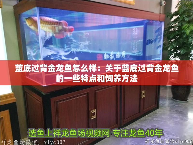 藍(lán)底過背金龍魚怎么樣：關(guān)于藍(lán)底過背金龍魚的一些特點和飼養(yǎng)方法