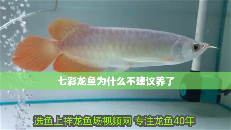 七彩龍魚為什么不建議養了
