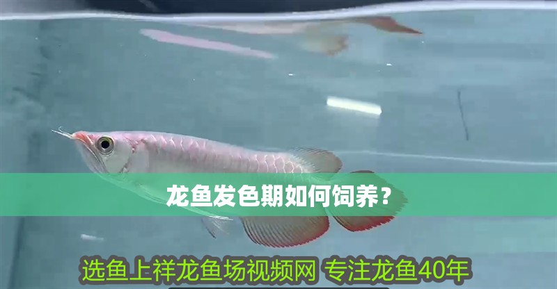 龍魚(yú)發(fā)色期如何飼養(yǎng)？