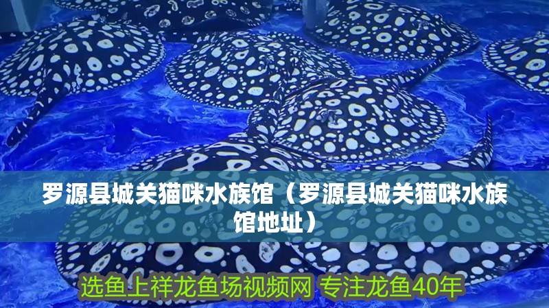 羅源縣城關(guān)貓咪水族館（羅源縣城關(guān)貓咪水族館地址） 羅源縣城關(guān)貓咪水族館（羅源縣城關(guān)貓咪水族館地址） 全國水族館企業(yè)名錄