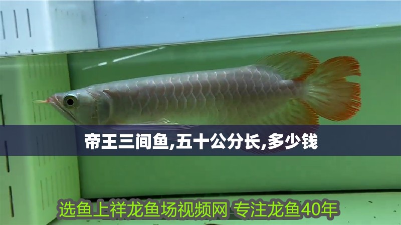 帝王三間魚,五十公分長,多少錢