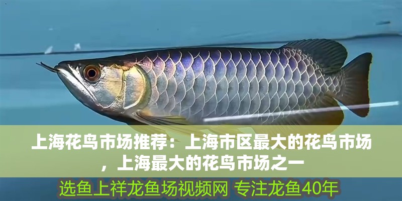 上?；B市場推薦：上海市區最大的花鳥市場，上海最大的花鳥市場之一 上?；B市場推薦：上海市區最大的花鳥市場，上海最大的花鳥市場之一 魚缸百科