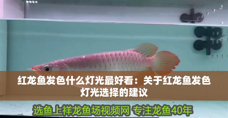紅龍魚發色什么燈光最好看：關于紅龍魚發色燈光選擇的建議