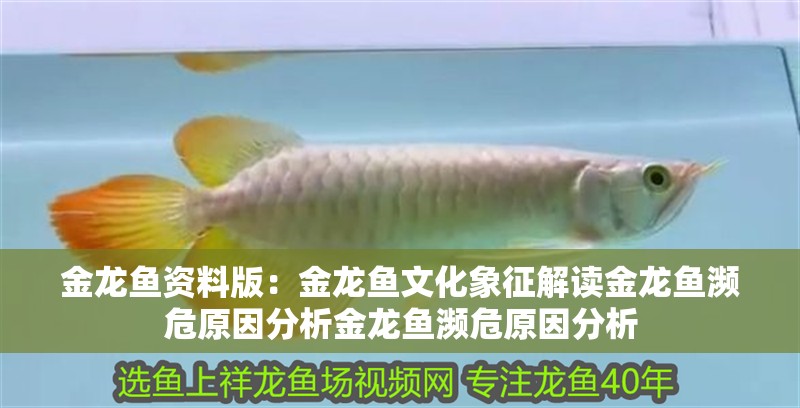 金龍魚資料版：金龍魚文化象征解讀金龍魚瀕危原因分析金龍魚瀕危原因分析
