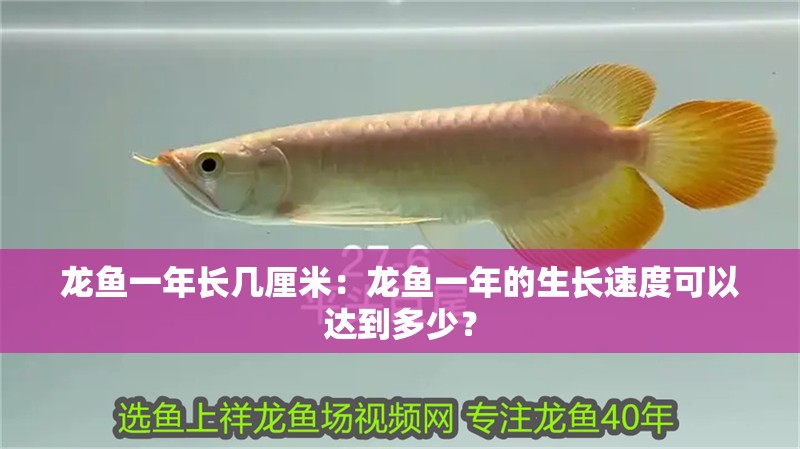 龍魚一年長幾厘米：龍魚一年的生長速度可以達(dá)到多少？