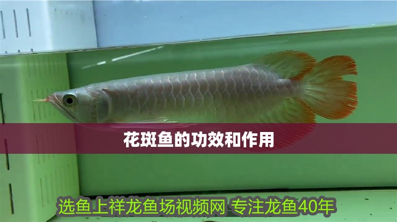 花斑魚的功效和作用