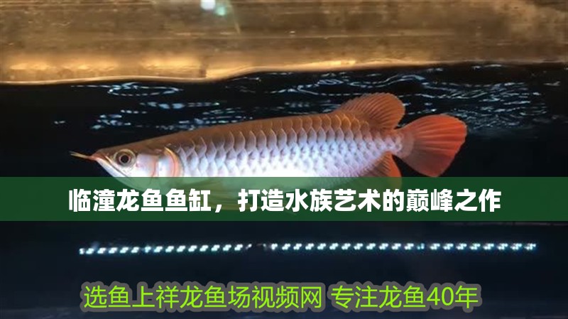 臨潼龍魚魚缸，打造水族藝術的巔峰之作