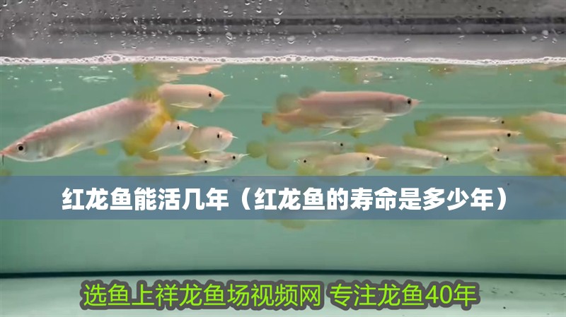紅龍魚能活幾年（紅龍魚的壽命是多少年）