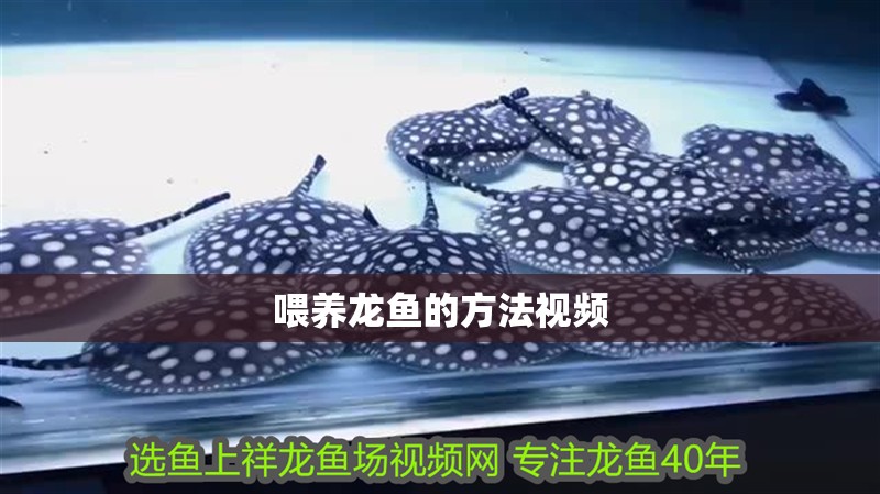 喂養(yǎng)龍魚的方法視頻