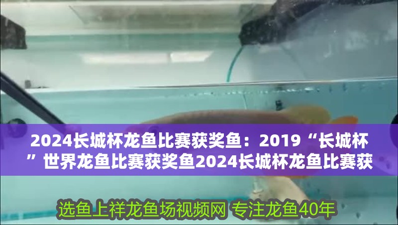 2024長城杯龍魚比賽獲獎魚：2019“長城杯”世界龍魚比賽獲獎魚2024長城杯龍魚比賽獲獎魚 2024長城杯龍魚比賽獲獎魚：2019“長城杯”世界龍魚比賽獲獎魚2024長城杯龍魚比賽獲獎魚 龍魚百科