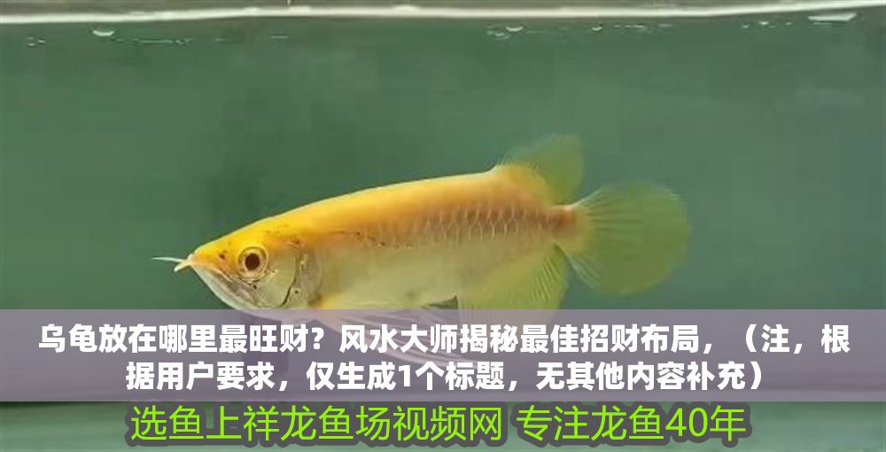 烏龜放在哪里最旺財？風(fēng)水大師揭秘最佳招財布局，（注，根據(jù)用戶要求，僅生成1個標(biāo)題，無其他內(nèi)容補充）