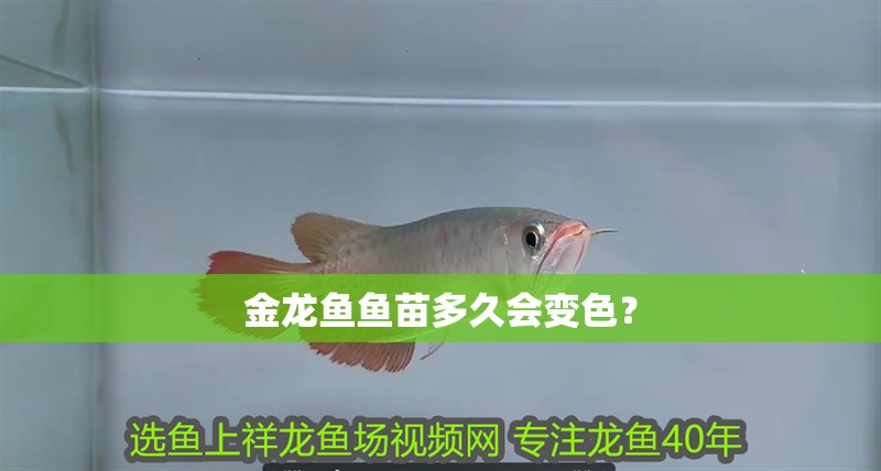 金龍魚魚苗多久會變色？