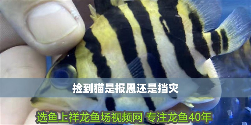 撿到貓是報恩還是擋災(zāi)