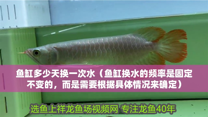 魚(yú)缸多少天換一次水（魚(yú)缸換水的頻率是固定不變的，而是需要根據(jù)具體情況來(lái)確定） 魚(yú)缸多少天換一次水（魚(yú)缸換水的頻率是固定不變的，而是需要根據(jù)具體情況來(lái)確定） 魚(yú)缸百科