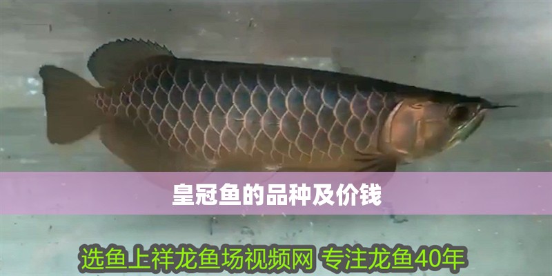 皇冠魚的品種及價錢 皇冠魚的品種及價錢 龍魚論壇