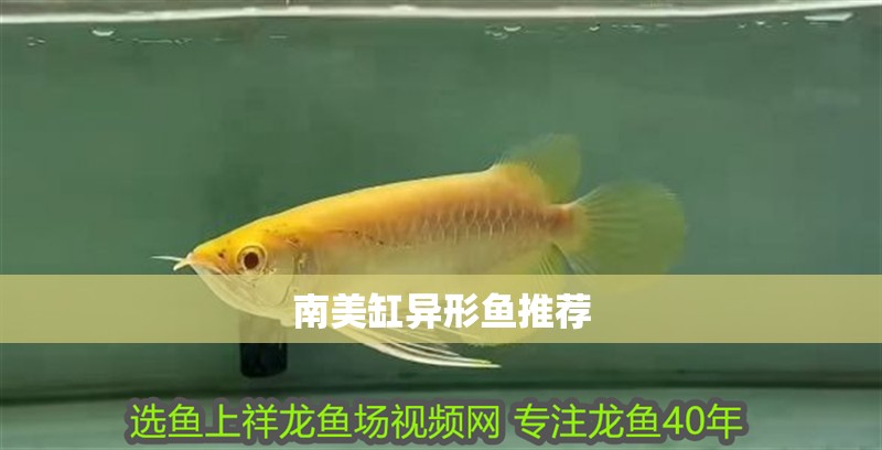 南美缸異形魚推薦