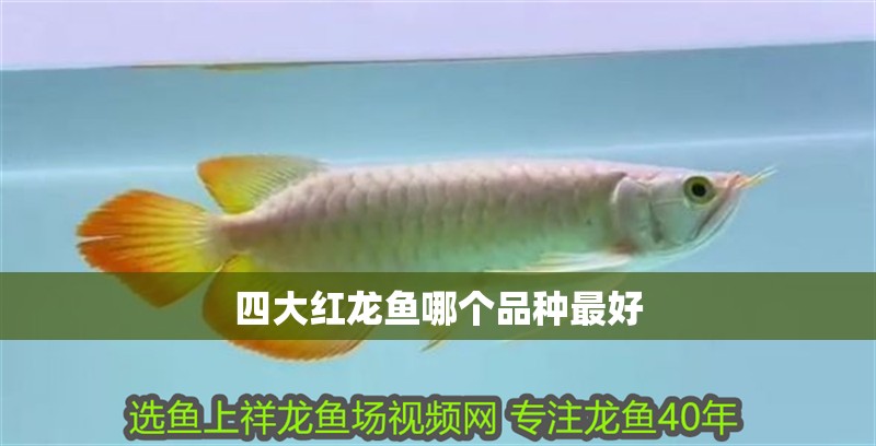 龍魚干蝦有營養嗎 四大紅龍魚哪個品種最好 龍魚論壇 四大紅龍魚哪個品種最好 四大紅龍魚哪個品種最好 龍魚論壇