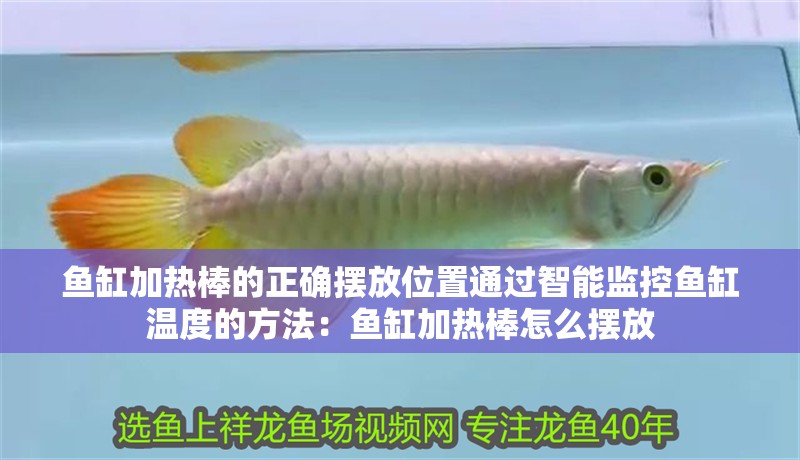 魚缸加熱棒的正確擺放位置通過智能監控魚缸溫度的方法：魚缸加熱棒怎么擺放 魚缸加熱棒的正確擺放位置通過智能監控魚缸溫度的方法：魚缸加熱棒怎么擺放 魚缸百科
