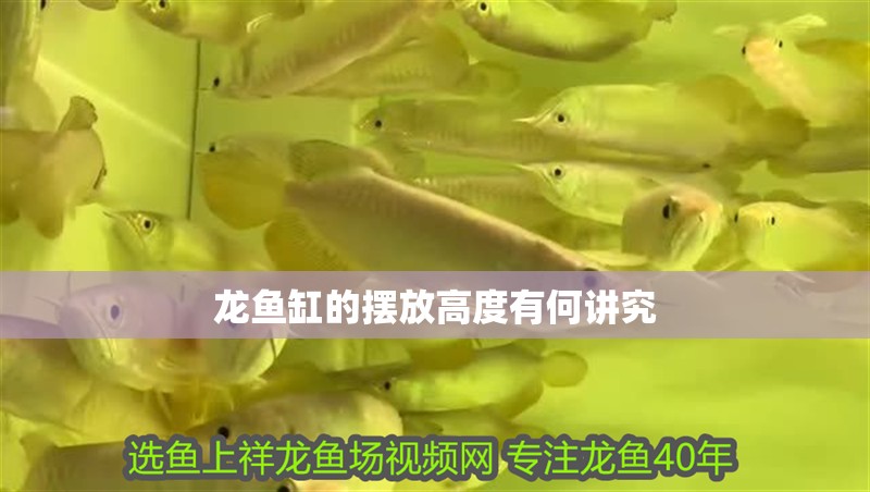 龍魚缸的擺放高度有何講究