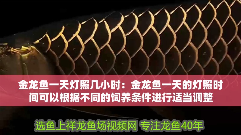 金龍魚一天燈照幾小時：金龍魚一天的燈照時間可以根據不同的飼養條件進行適當調整