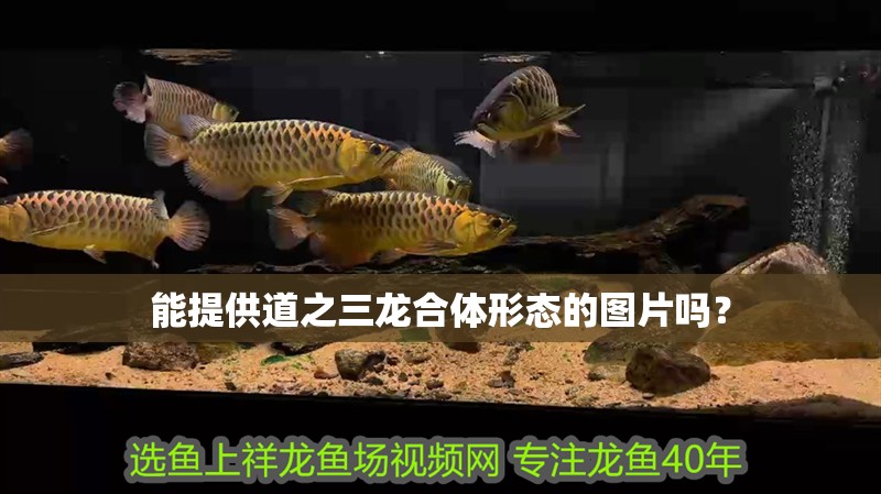 能提供道之三龍合體形態的圖片嗎？