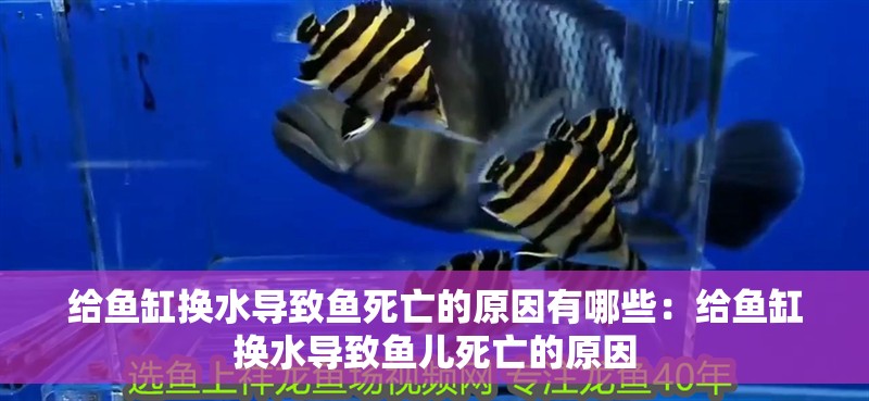 給魚缸換水導致魚死亡的原因有哪些：給魚缸換水導致魚兒死亡的原因