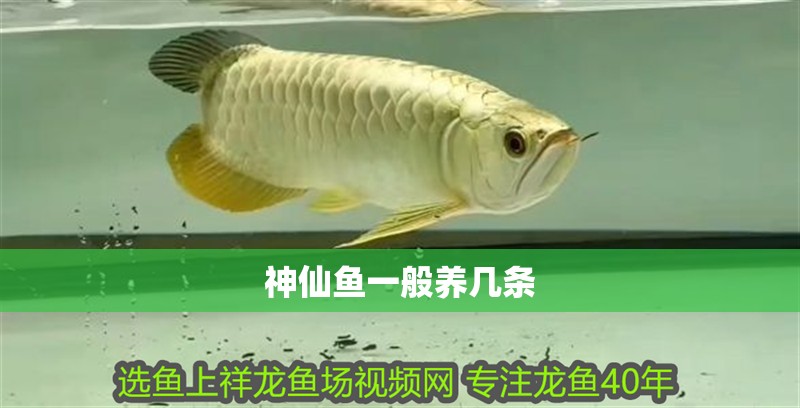神仙魚一般養(yǎng)幾條 神仙魚一般養(yǎng)幾條 龍魚論壇