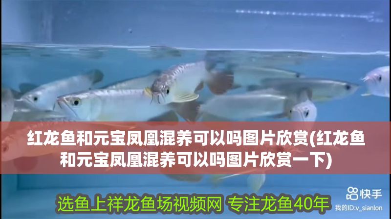 紅龍魚和元寶鳳凰混養(yǎng)可以嗎圖片欣賞(紅龍魚和元寶鳳凰混養(yǎng)可以嗎圖片欣賞一下)