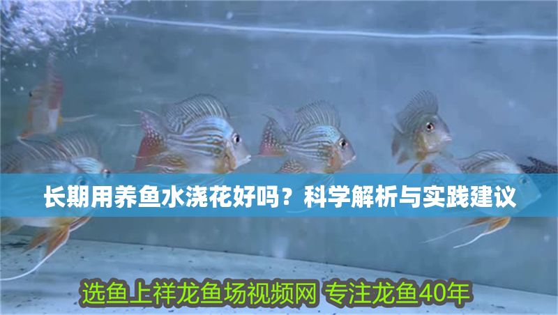 長期用養(yǎng)魚水澆花好嗎？科學(xué)解析與實(shí)踐建議
