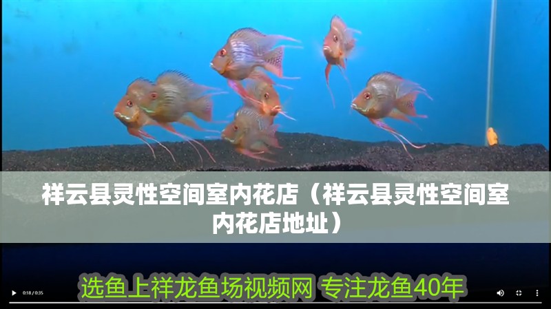 <strong><mark>祥云</mark></strong>縣靈性空間室內花店（<strong><mark>祥云</mark></strong>縣靈性空間室內花店地址）