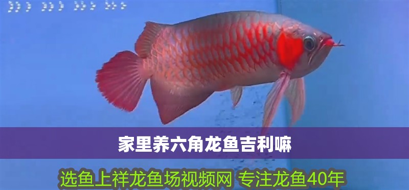 家里養(yǎng)六角龍魚吉利嘛