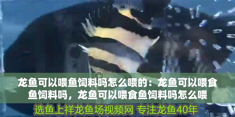 龍魚可以喂魚飼料嗎怎么喂的：龍魚可以喂食魚飼料嗎，龍魚可以喂食魚飼料嗎怎么喂