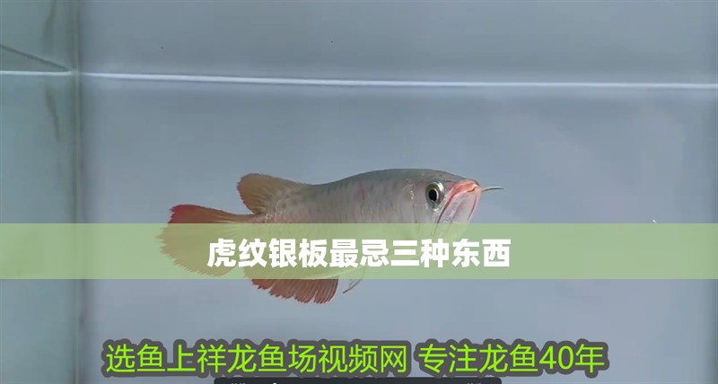 魚缸用增氧泵價格是多少:魚缸增氧機-xtrac增氧機-xtrac增氧機 虎紋銀板最忌三種東西 龍魚論壇 虎紋銀板最忌三種東西 虎紋銀板最忌三種東西 龍魚論壇