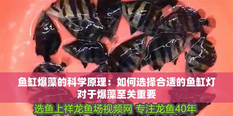 龍魚干蝦有營養(yǎng)嗎 魚缸爆藻的科學(xué)原理:如何選擇合適的魚缸燈對于爆藻至關(guān)重要 魚缸百科 魚缸爆藻的科學(xué)原理:如何選擇合適的魚缸燈對于爆藻至關(guān)重要 魚缸爆藻的科學(xué)原理:如何選擇合適的魚缸燈對于爆藻至關(guān)重要 魚缸百科