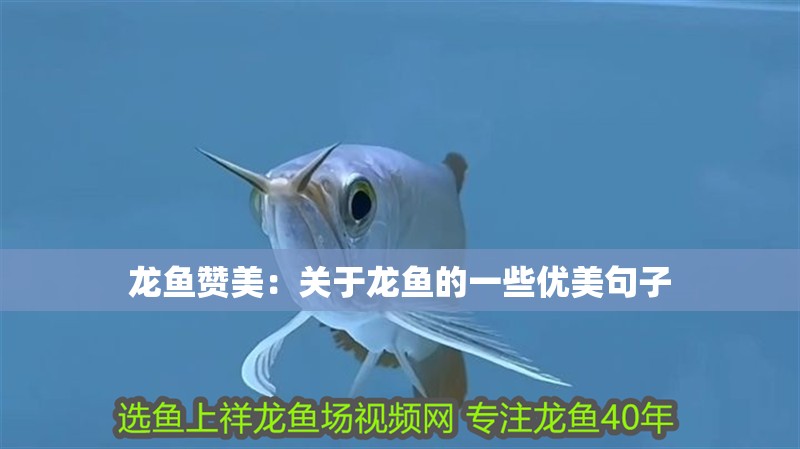 龍魚贊美：關(guān)于龍魚的一些優(yōu)美句子