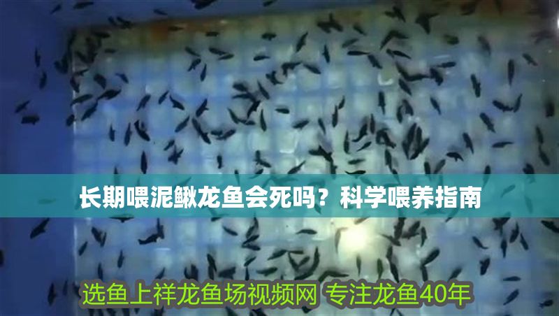 長期喂泥鰍龍魚會死嗎？科學喂養指南 長期喂泥鰍龍魚會死嗎？科學喂養指南 龍魚百科 第1張