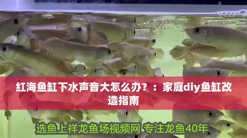 紅海魚缸下水聲音大怎么辦？：家庭diy魚缸改造指南 紅海魚缸下水聲音大怎么辦？：家庭diy魚缸改造指南 魚缸百科