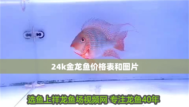 24k金龍魚價格表和圖片