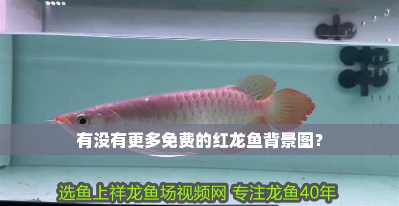 有沒有更多免費的紅龍魚背景圖？