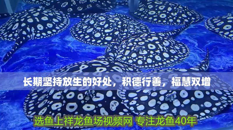 長期堅持放生的好處，積德行善，福慧雙增