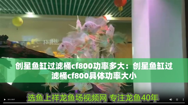創(chuàng)星魚缸過濾桶cf800功率多大：創(chuàng)星魚缸過濾桶cf800具體功率大小 創(chuàng)星魚缸過濾桶cf800功率多大：創(chuàng)星魚缸過濾桶cf800具體功率大小 魚缸百科