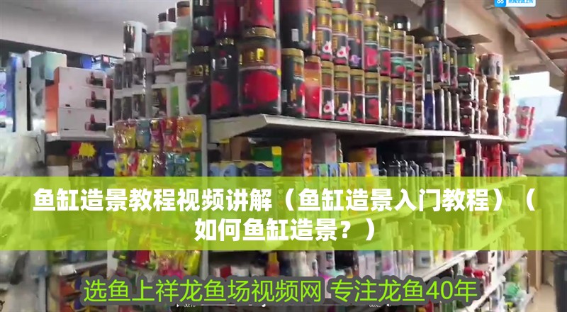 魚缸造景教程視頻講解（魚缸造景入門教程）（如何魚缸造景？）